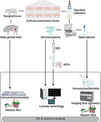 Extracellular vesicles would be involved in the release and delivery of seminal TGF-β isoforms in pigs